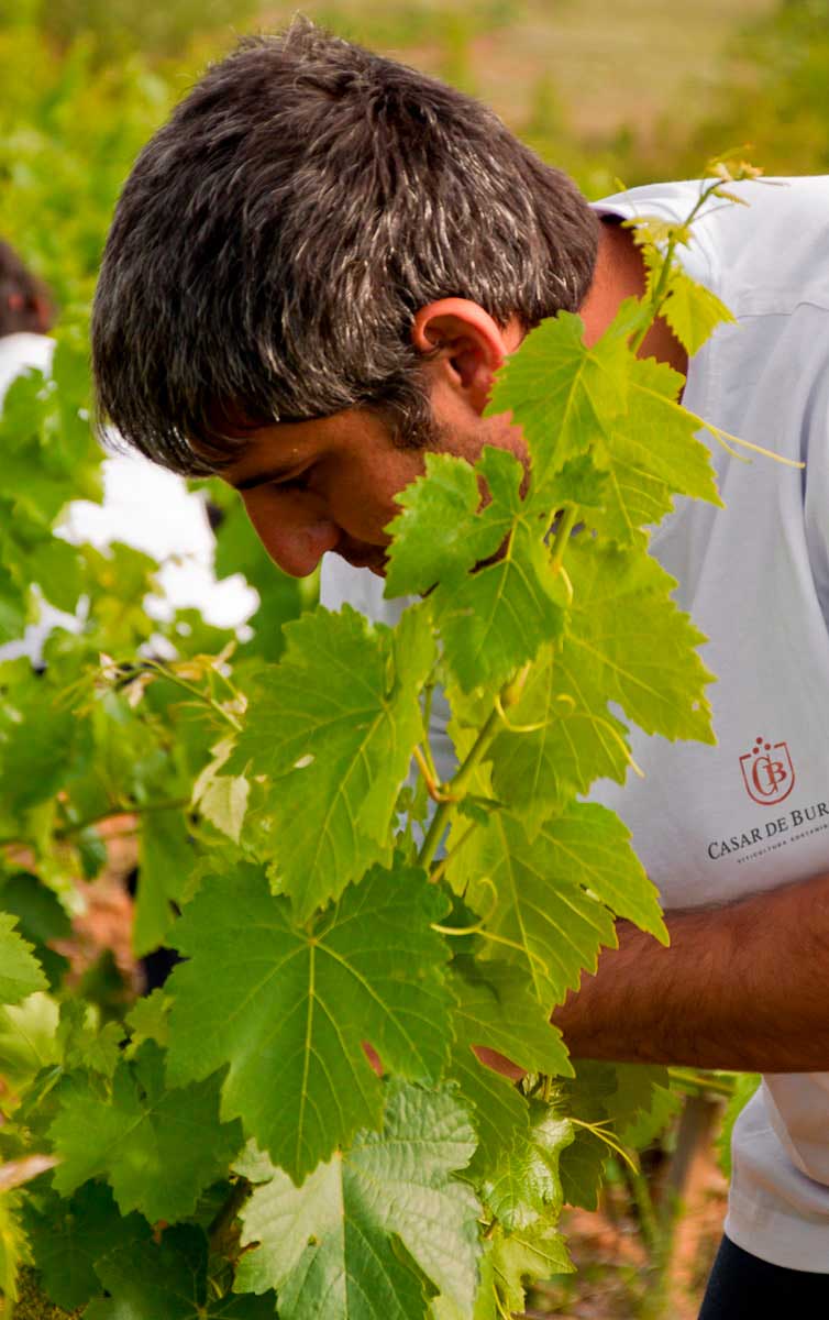 Bodegas Firmo