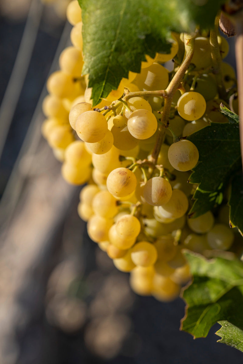 Goldgelbe weisse Trauben am Rebstock
