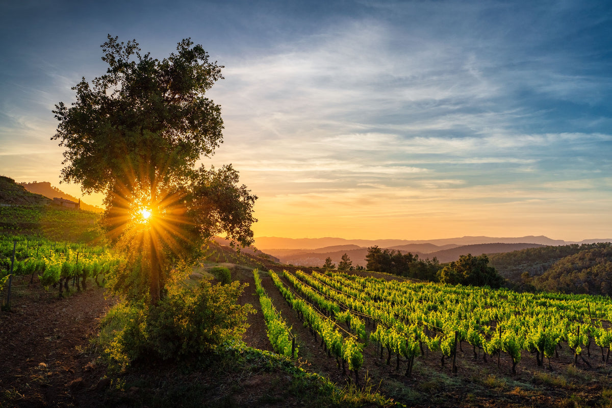 Sonnenuntergang über den Reben