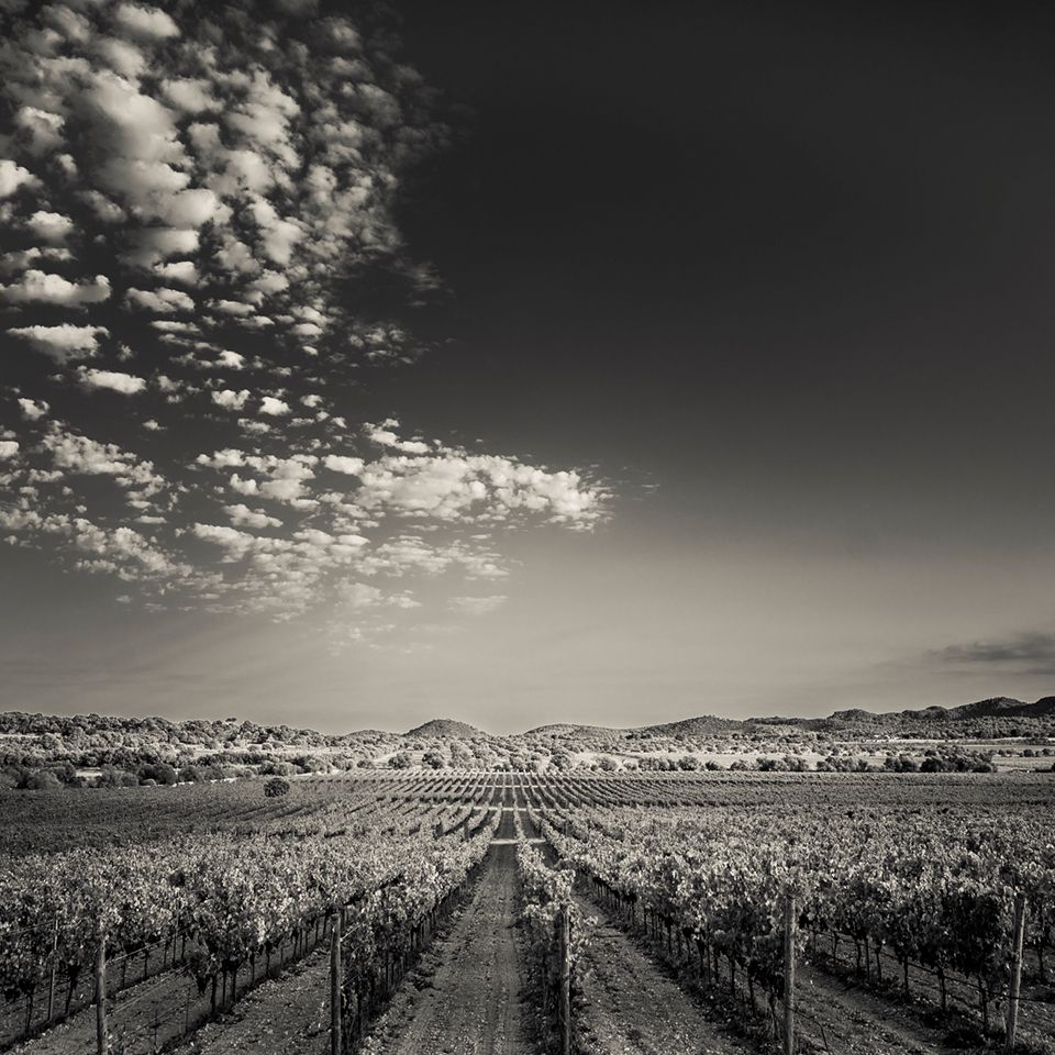 Weinberge auf Mallorca