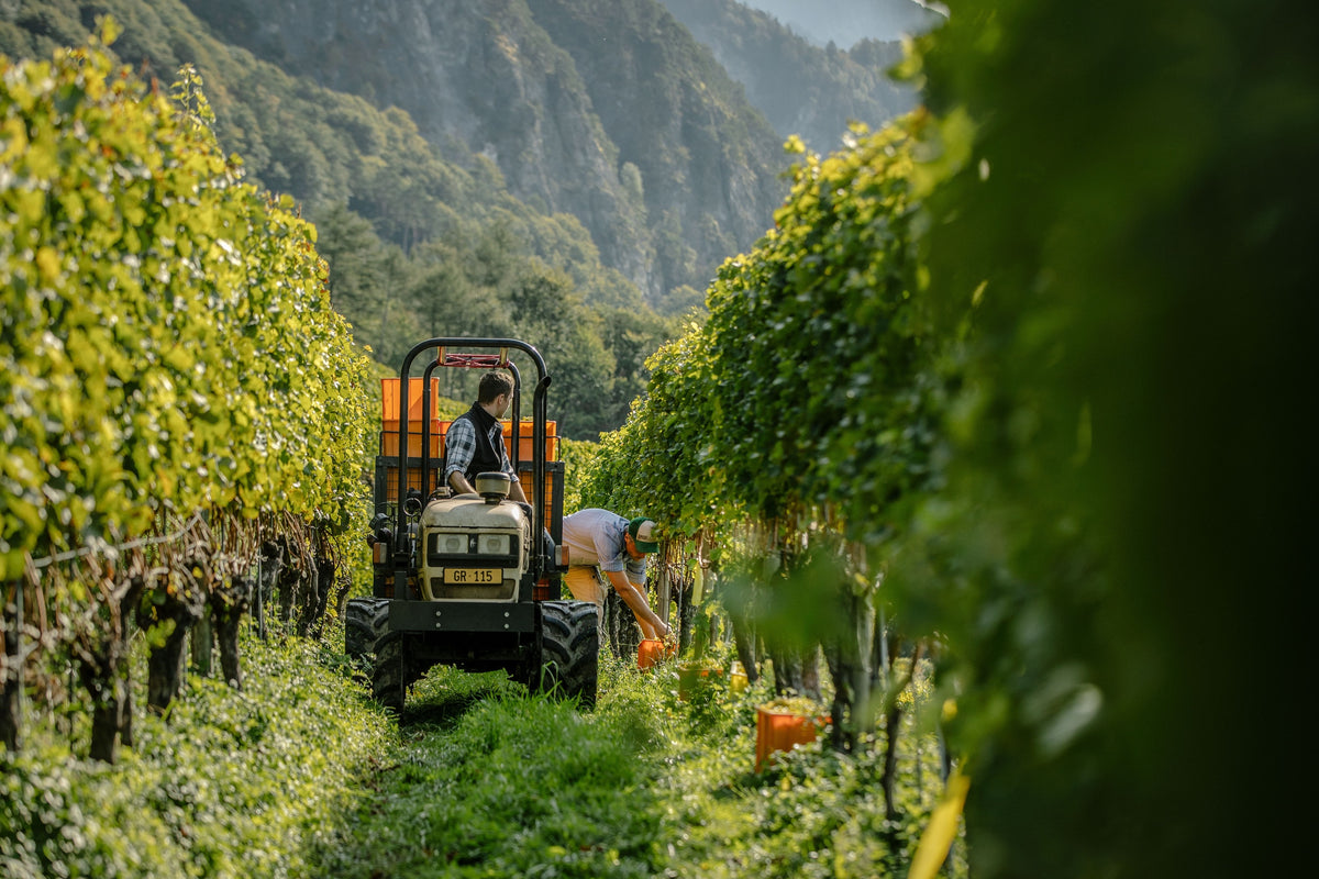 Weinberg unterhalb der Berge