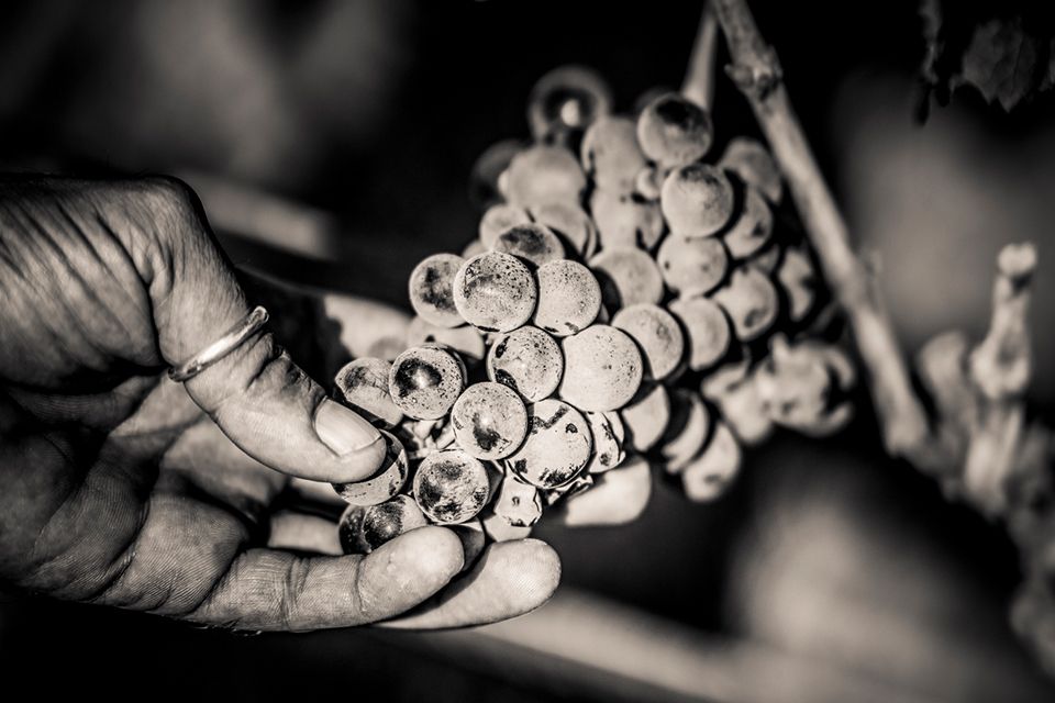 Traube in der Hand bei der Weinlese